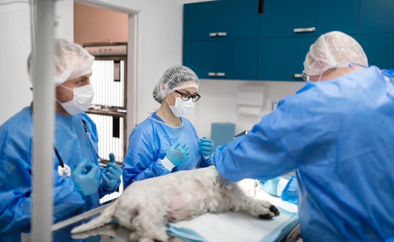 Doctors taking care of dog